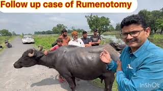 Rumenotomy l Diaphragmatic hernia l Bloat l Recurrent tympani l dr umar khan [upl. by Trant]