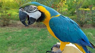 Macaw Natural Sounds and Calls [upl. by Eniloj]