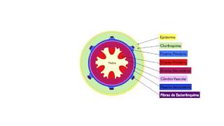 Aula de Histologia Vegetal  Crescimento Secundário do Caule [upl. by Sylado]