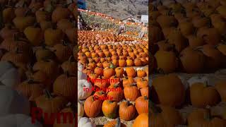 Pumpkins Display in Keremeos Canada [upl. by Oisinoid]