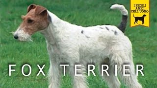 FOX TERRIER trailer documentario [upl. by Nanice]