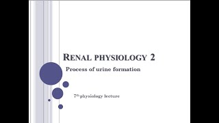 Physiology  process of urine formation renal 2 [upl. by Micco]