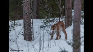 Ilves lynx lodjur [upl. by Foushee]