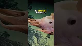 Descubrieron 20 especies desconocidas [upl. by Naujat]