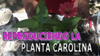 Como reproducir la planta carolina del género Zinnia  Info Garden [upl. by Norabal]