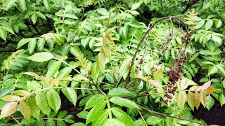 Chinese Sumach Rhus chinensis  an edible Mango relative [upl. by Carroll]