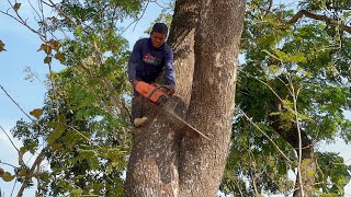 Cutting down trees at night Stihl ms881 chainsaw [upl. by Prudy]