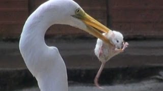 EGRET EATS MOUSE [upl. by Osmo]