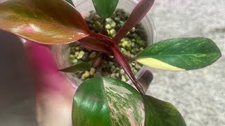 Episode 54 Philodendron Strawberry Shake6 Quick Care Tips [upl. by Curcio427]