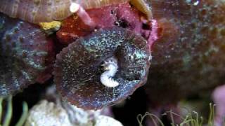 Mushroom trying to eat a Bristle Worm [upl. by Htehpaj]