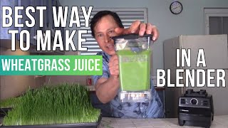 How to Extract the Maximum Juice amp Nutrition from Wheatgrass in a Blender [upl. by Nohpets]