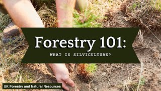 Forestry 101 What is Silviculture [upl. by Aloiv]