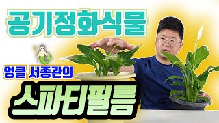 스파트필름 키우기 N°2 스파트필룸 키우기 🌷 스파트필름 번식 🌴 Spathiphyllum care [upl. by Adnawt92]