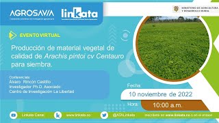 Producción de material vegetal de calidad de Arachis pintoi cv Centauro para siembra [upl. by Anilocin]