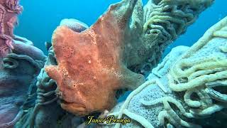 A Beautiful Gigantic Frog Fish Antennarius commerson In Moalboal Cebu Philippines 🇵🇭 [upl. by Pippas785]