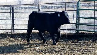 LOT 3  SEGA Gelbvieh Bull Sale March 2 2024 [upl. by Gerrald]