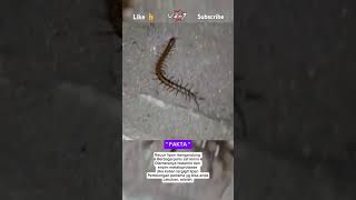 Fakta racun lipankelabang update animal [upl. by Hamann809]