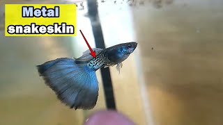 Metal snakeskin bluetail guppy update guppy guppybreeder guppyfish guppybreeding [upl. by Notliw420]