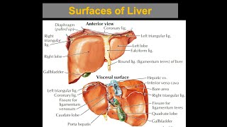 Surfaces of the Liver [upl. by Silvain994]