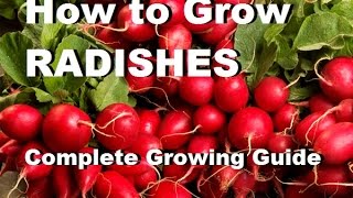 How to grow radishes  Complete Growing Guide [upl. by Erodisi]