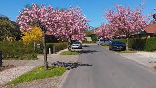 An alley of Prunus Serrulata Kanzan cherry blossom pruned trees blooming [upl. by Mandell]