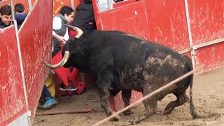 😱 TORO DESTROZA LA PLAZA CAPEA AJALVIR MADRID FEBRERO 2024 [upl. by Siseneg706]