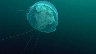 Cnidarians  Moon Jelly Life Cycle [upl. by Annaeel981]