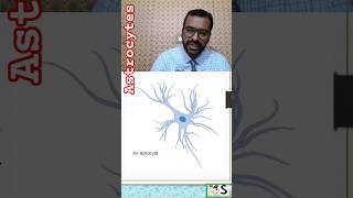 astrocytes nursingnotes [upl. by New]