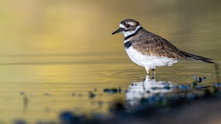 Killdeer quotChorusquot at Governor Dodge State Park Wisconsin [upl. by Pudens24]