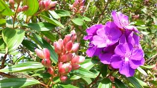 Tibouchina semidecandra seed pods  princess flower  lasiandra  glory bushes HD 06 [upl. by Abdel]