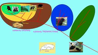 subfamilies of Ursidae [upl. by Giguere953]