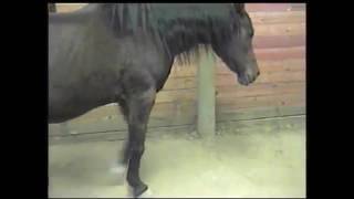 Zamora the Protandim Horse [upl. by Sonaj]