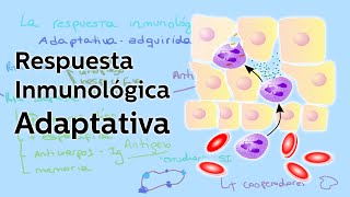 La respuesta inmunológica adaptativa  Biología  Educatina [upl. by Lemuela]