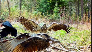 A Study In Size Common Raven Turkey Vulture Bald Eagle American Crow [upl. by Nylynnej]