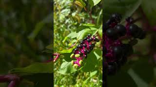 Pokeweed [upl. by Bolme]