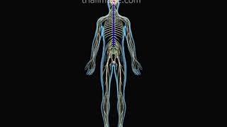 Conus Medullaris Syndrome Animation by Cal Shipley MD [upl. by Stromberg]