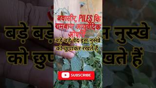 Apamarga PlantAchyranthes Aspera चिड़चिड़ा का पौधा plants shorts [upl. by Eylhsa]