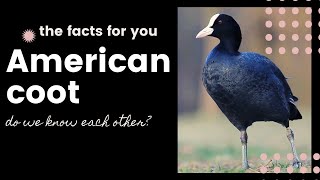 American coot facts 🦆 mud hen facts 🦆 pouldeau facts [upl. by Winnah213]