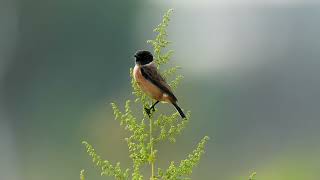 東亞石䳭 Amur Stonechat [upl. by Pascasia555]