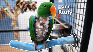 Meet RUSTY The Male Eclectus Parrot [upl. by Schaeffer50]