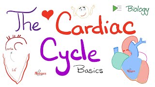 The Cardiac Cycle  Systole and Diastole  Atria and Ventricles  Physiology and Biology [upl. by Crystal]