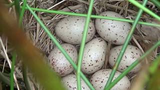 bird nesting  water hen  coot  reed bunting  nest and eggs [upl. by Enaled]