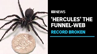 Meet Hercules the largestever male funnelweb spider donated for research  ABC News [upl. by Deery414]