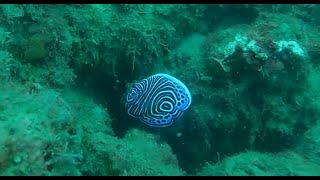 Juvenile Pomacanthus imperator Emperor Angelfish in the Mediterranean Sea [upl. by Gabriell]