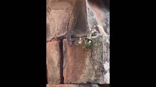 A tokay gecko saves his friend from a snake [upl. by Ariahs]