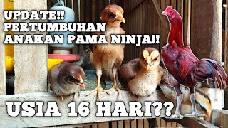 UPDATE PERTUMBUHAN ANAKAN PAMA NINJA SUPER MEWAH Vlog fatichulfarm98 ayamaduanindonesia trending [upl. by Anabel]