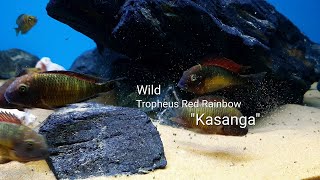 Wild Tropheus Red Rainbow quotKasangaquot [upl. by Pyne]