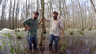 SWAMP YAMADORI  Collect Louisiana Bald Cypress [upl. by Murray188]