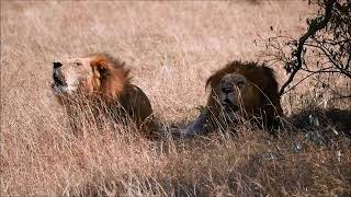 Löwen brüllen in der Masai Mara [upl. by Adora]