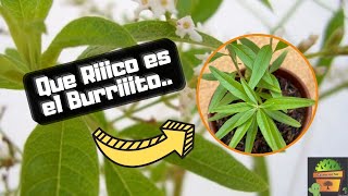 Aloysia polystachya  La Planta de BURRITO ⋆ ️EXCELENTE Para el Mate y el Té [upl. by Elvie]